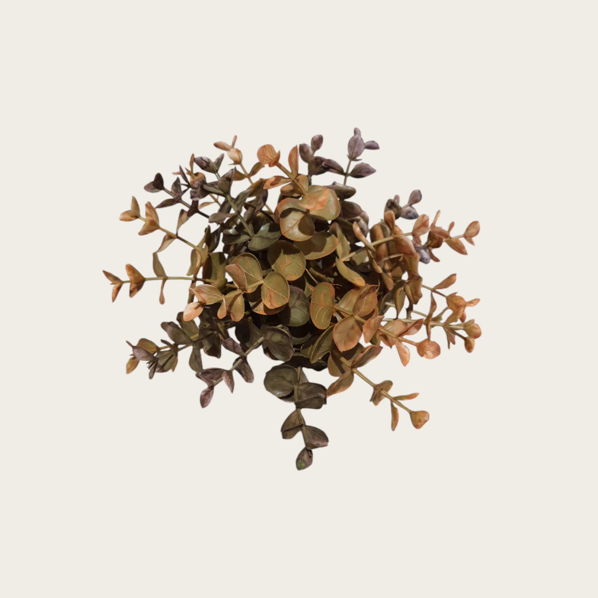 Eukalyptus Halbkugel 20 cm
