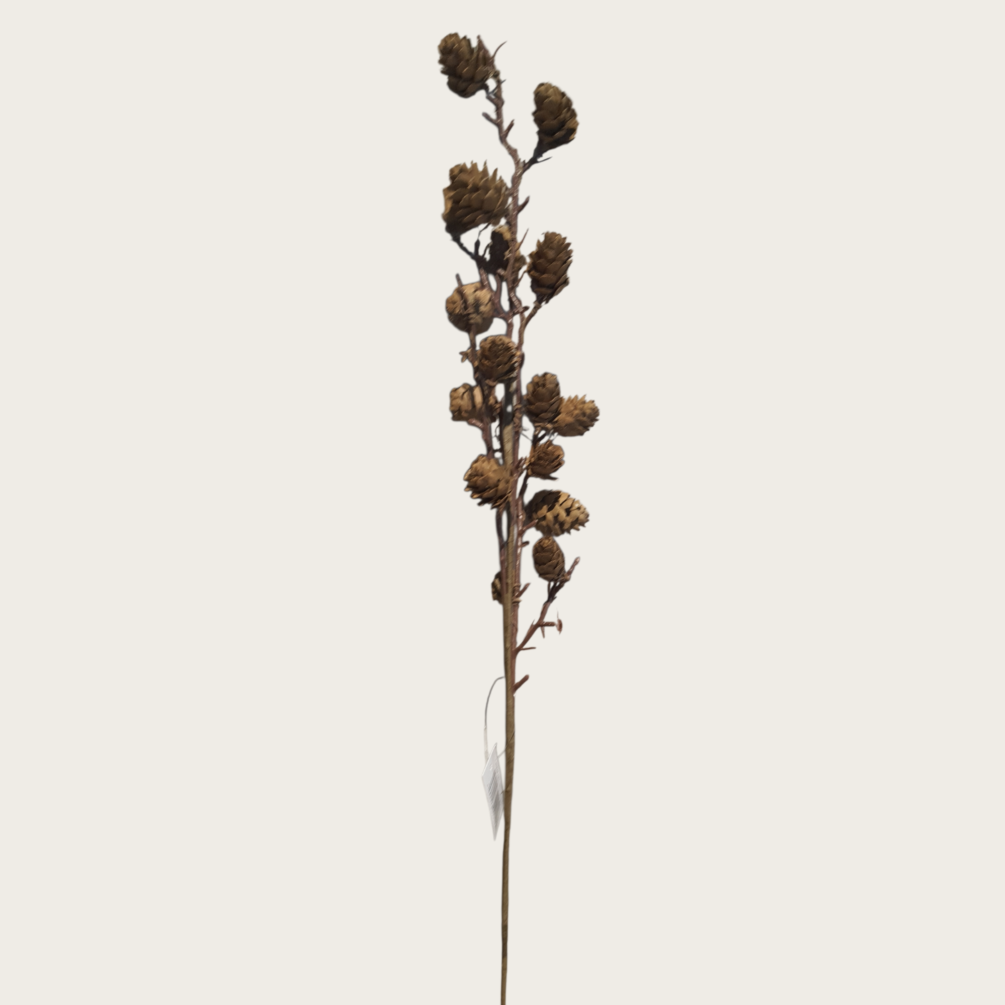 Natur Zapfen Zweig braun 70 cm