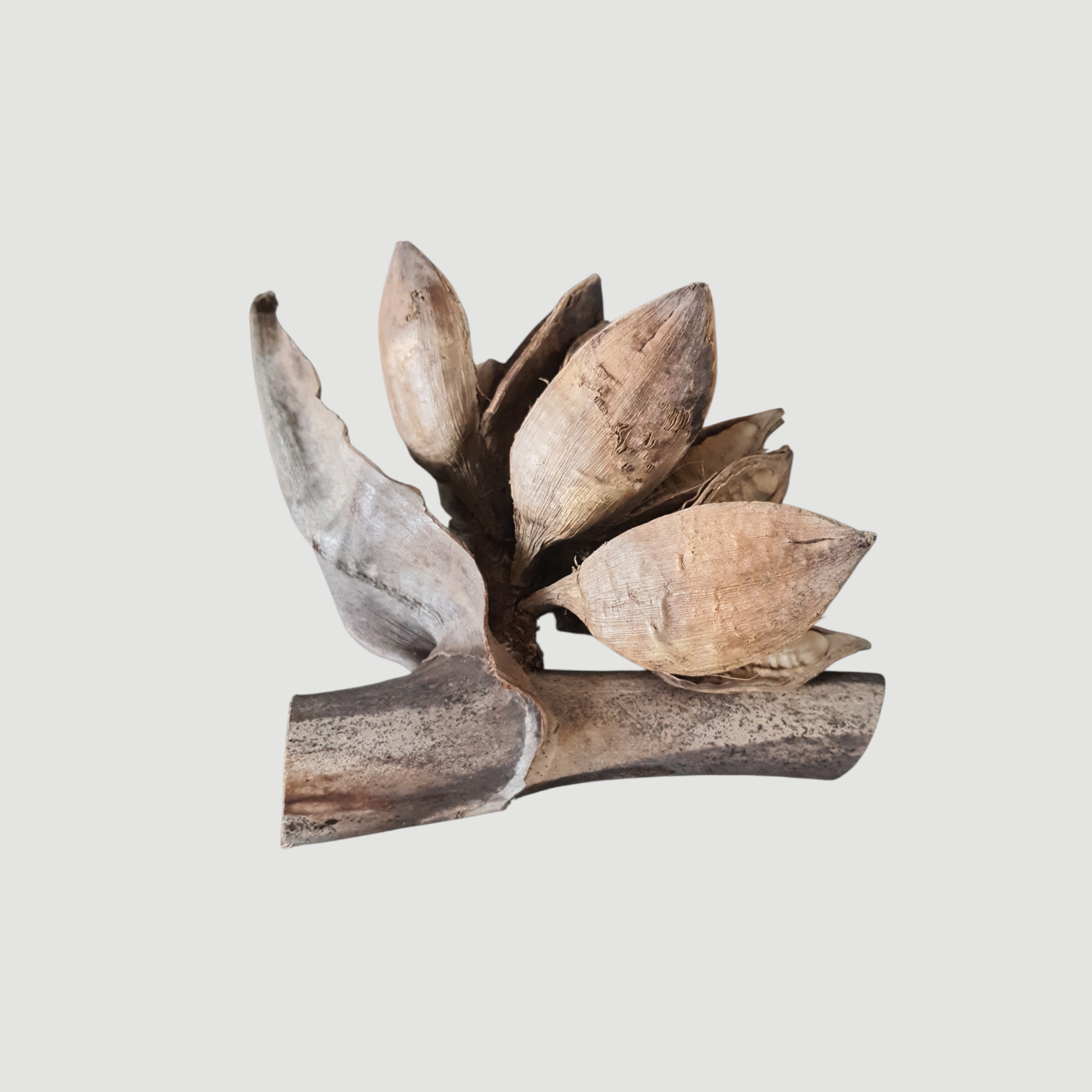 Sororoca Blüte natur ca.30x22 cm