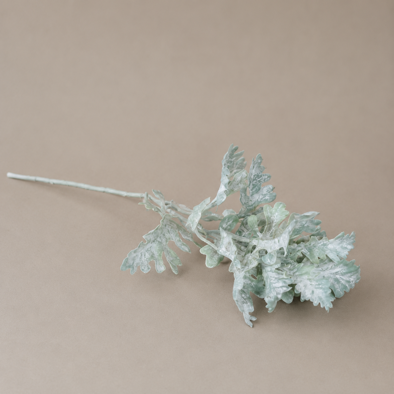 Silberblatt grün/grau 46 cm
