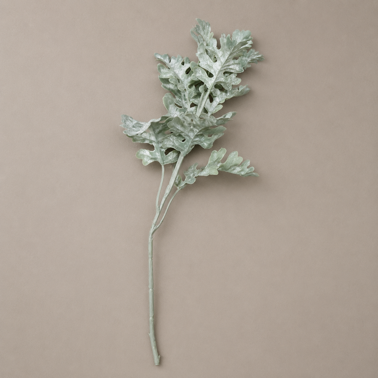 Silberblatt grün/grau 46 cm