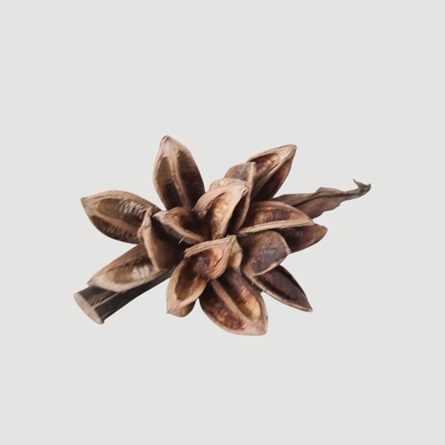 Sororoca Blüte natur ca.30x22 cm